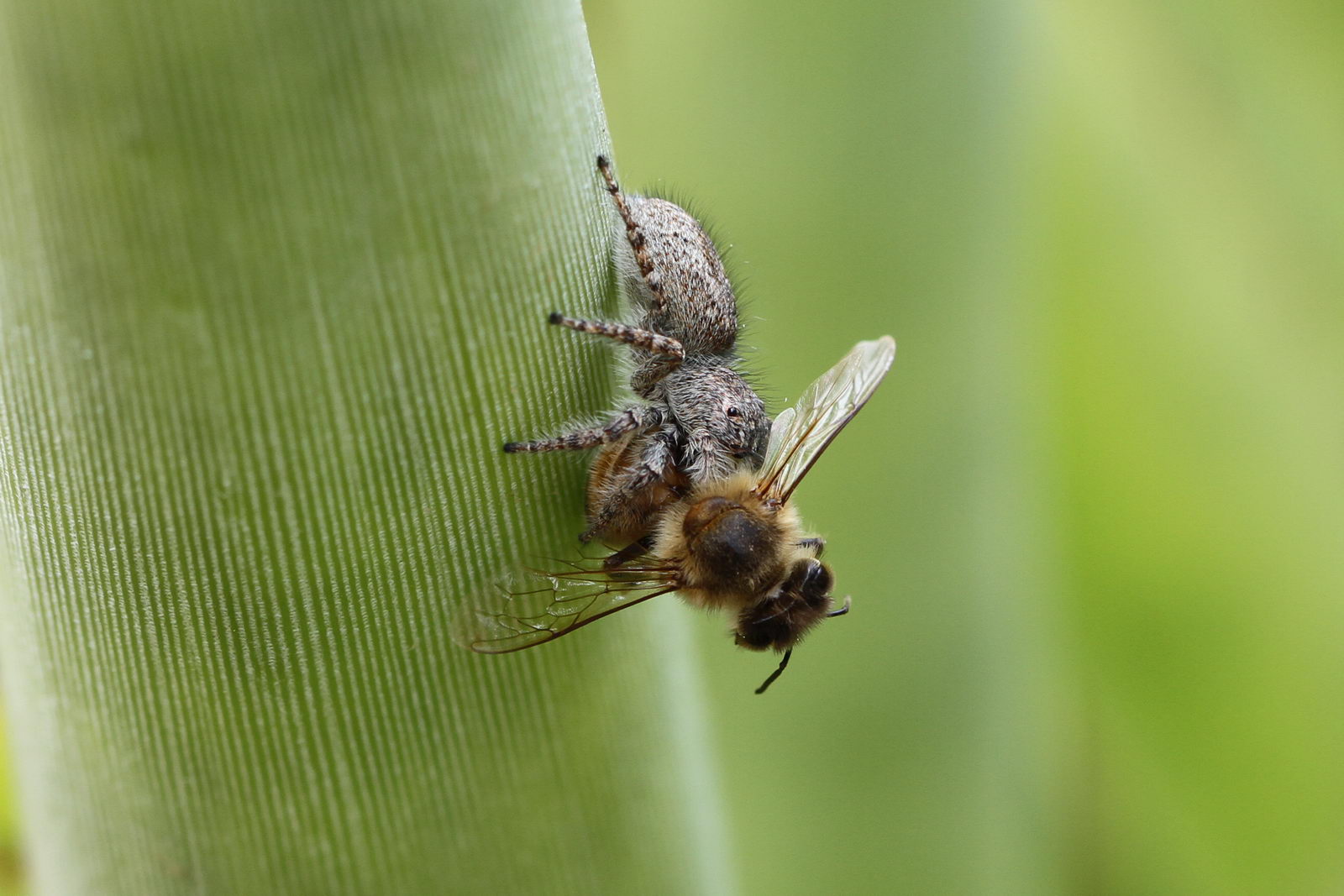 Philaeus chrysops - Arenzano (GE)